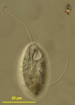 Image of Dinema platysomum