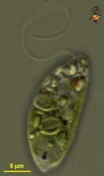 Image of Euglena agilis