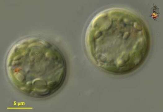 Image de Euglena Ehrenberg 1830