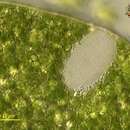 Image of Amblyophis viridis Ehrenberg 1832
