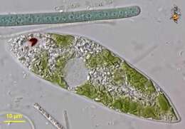 Image of Euglena gracilis