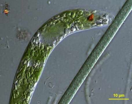 Image of Euglena mutabilis