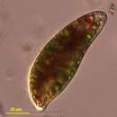 Image of Euglena sanguinea