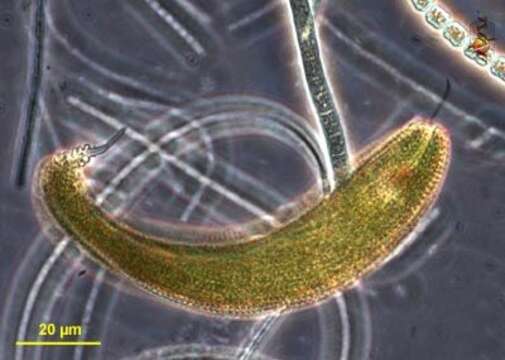 Image de Lepocinclis spirogyroides