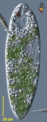 Image of Euglena velata