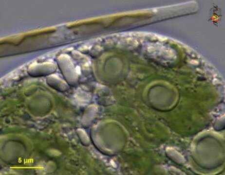 Image de Euglena velata