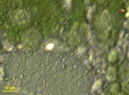 Image of Euglena velata
