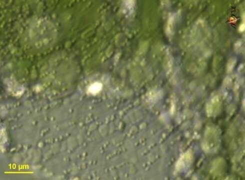 Image of Euglena velata