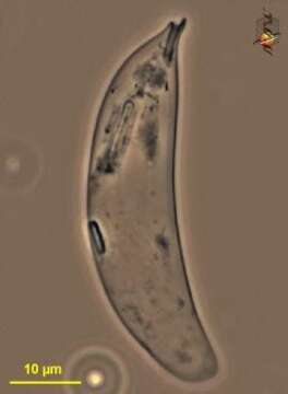 Слика од Menoidium pellucidum