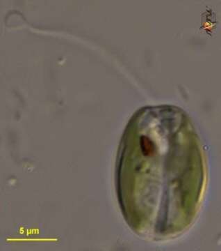 Image of Cryptoglena skujai