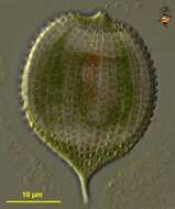 Image of Phacus monilatus Stokes 1910