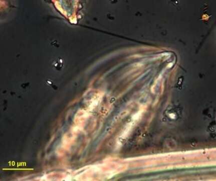 Image of Notosolenus ostium