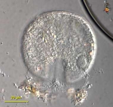 صورة Lagenidiopsis Golemansky 1974