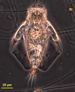Image of Lepadellidae
