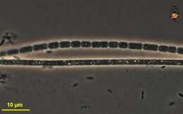 صورة Oscillatoria Vaucher ex Gomont 1892