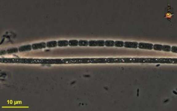 Image of Oscillatoria Vaucher ex Gomont 1892