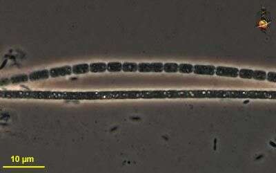 صورة Oscillatoria Vaucher ex Gomont 1892