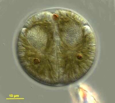 Image of Amphidinium boggayum Shauna Murray & D. J. Patterson 2002