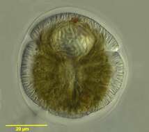 Image of Amphidinium boggayum Shauna Murray & D. J. Patterson 2002