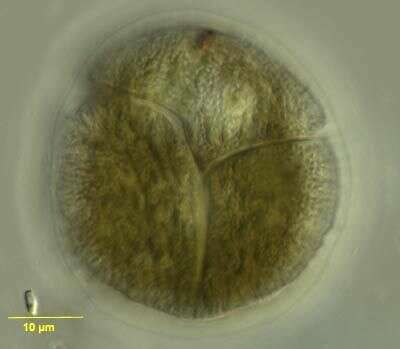 Image of Amphidinium boggayum Shauna Murray & D. J. Patterson 2002