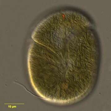 Sivun Amphidinium boggayum Shauna Murray & D. J. Patterson 2002 kuva