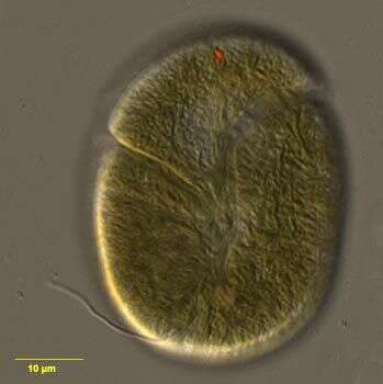 Image of Amphidinium boggayum Shauna Murray & D. J. Patterson 2002