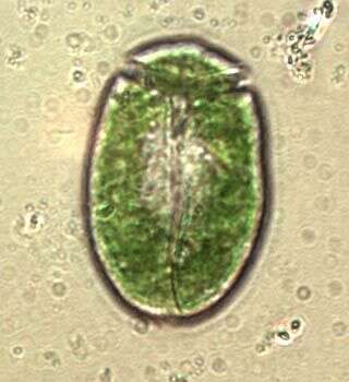 Image of Nusuttodinium Y. Takano & T. Horiguichi 2014