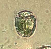 Image of Nusuttodinium latum