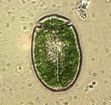 Image of Nusuttodinium Y. Takano & T. Horiguichi 2014