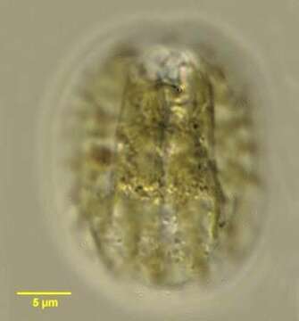 Testudodinium corrugatum resmi