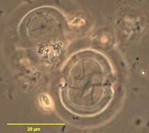 صورة Dinoflagellata