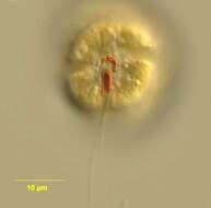 Image of dinoflagellates