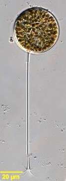 Image of Halostylodinium