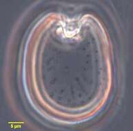 صورة Prorocentrum emarginatum