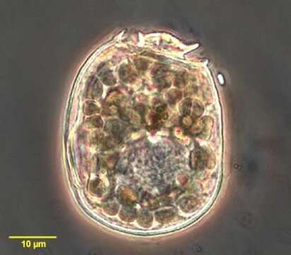 Sivun Dinoflagellata kuva