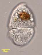 Rhinodinium resmi