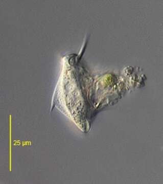 Image of Aspidisca turrita (Ehrenberg 1831) Claparède & Lachmann 1858