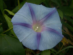 Image of tall morning-glory