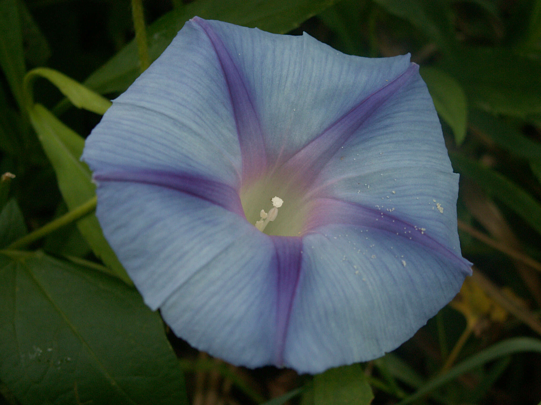 Image of tall morning-glory