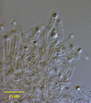 Image of Siphomonas fritschii E. G. Pringsheim