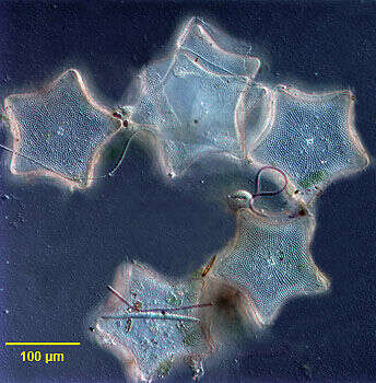 Image of Triceratium pentacrinus
