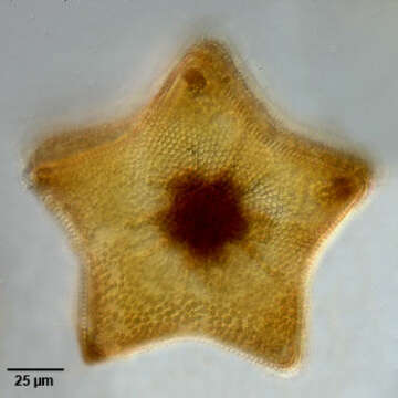 Слика од Triceratium pentacrinus