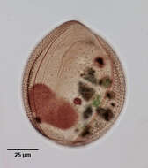 Image of Lembadion magnum (Stokes 1887) Kahl 1931