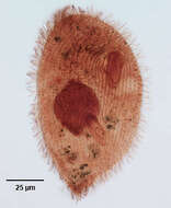 Image of Glaucoma frontata (Stokes 1886) Kahl 1931