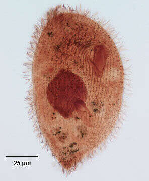 Glaucoma frontata (Stokes 1886) Kahl 1931 resmi