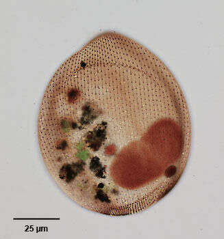 Image of Lembadion magnum (Stokes 1887) Kahl 1931