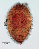 Image of Glaucoma frontata (Stokes 1886) Kahl 1931