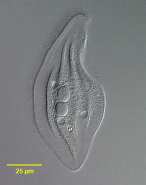 Image de Siroloxophyllum Foissner & Leipe 1995