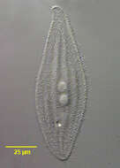Image of Siroloxophyllum Foissner & Leipe 1995