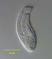 Image of unclassified Heterolobosea